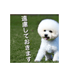 ビジョンフリーゼ Bichon Frise（個別スタンプ：30）