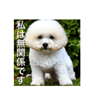 ビジョンフリーゼ Bichon Frise（個別スタンプ：31）