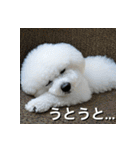 ビジョンフリーゼ Bichon Frise（個別スタンプ：32）