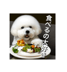 ビジョンフリーゼ Bichon Frise（個別スタンプ：33）