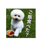 ビジョンフリーゼ Bichon Frise（個別スタンプ：34）