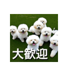 ビジョンフリーゼ Bichon Frise（個別スタンプ：35）