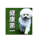 ビジョンフリーゼ Bichon Frise（個別スタンプ：36）