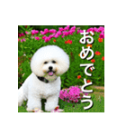 ビジョンフリーゼ Bichon Frise（個別スタンプ：37）