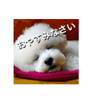 ビジョンフリーゼ Bichon Frise（個別スタンプ：39）