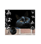 動く黒猫 ハルとロビン（個別スタンプ：3）