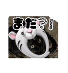 動く黒猫 ハルとロビン（個別スタンプ：24）