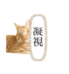 ねこさん（ひょっこり編）（個別スタンプ：6）