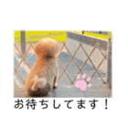 六郎・月渡・ランちゃん（個別スタンプ：11）