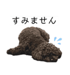 六郎・月渡・ランちゃん（個別スタンプ：16）