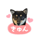 柴犬のさくらちゃん♡（個別スタンプ：3）