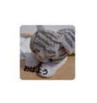 ねこの1日❗（個別スタンプ：1）