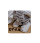 ねこの1日❗（個別スタンプ：2）