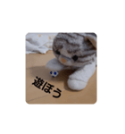 ねこの1日❗（個別スタンプ：3）