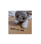 ねこの1日❗（個別スタンプ：5）
