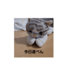 ねこの1日❗（個別スタンプ：6）