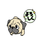 PUGといっしょ（個別スタンプ：12）