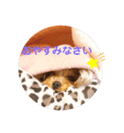 ヨーキー♪チョコ（個別スタンプ：3）