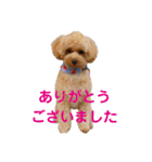 使いやすいスタンプ(敬語方言もあり)（個別スタンプ：1）