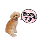 使いやすいスタンプ(敬語方言もあり)（個別スタンプ：6）