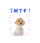 使いやすいスタンプ(敬語方言もあり)（個別スタンプ：20）