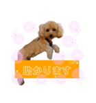 使いやすいスタンプ(敬語方言もあり)（個別スタンプ：24）