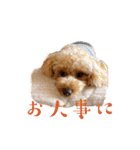 使いやすいスタンプ(敬語方言もあり)（個別スタンプ：37）