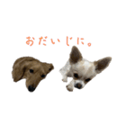 みるくてぃスタンプ（個別スタンプ：7）