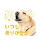 可愛いオジサンシニアイエローラブラドール（個別スタンプ：5）