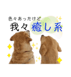 可愛いオジサンシニアイエローラブラドール（個別スタンプ：22）