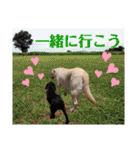 可愛いオジサンシニアイエローラブラドール（個別スタンプ：24）