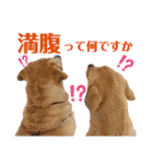 可愛いオジサンシニアイエローラブラドール（個別スタンプ：25）