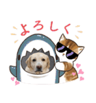 可愛いオジサンシニアイエローラブラドール（個別スタンプ：31）