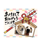可愛いオジサンシニアイエローラブラドール（個別スタンプ：33）