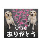 可愛いオジサンシニアイエローラブラドール（個別スタンプ：40）
