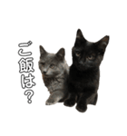 黒猫とグレー猫（個別スタンプ：6）