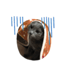 黒猫とグレー猫（個別スタンプ：15）