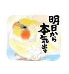 可愛い〜〜インコstamp（個別スタンプ：1）