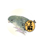 可愛い〜〜インコstamp（個別スタンプ：9）