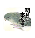 可愛い〜〜インコstamp（個別スタンプ：10）