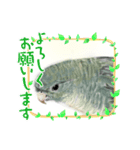 可愛い〜〜インコstamp（個別スタンプ：13）