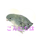 可愛い〜〜インコstamp（個別スタンプ：15）