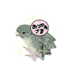 可愛い〜〜インコstamp（個別スタンプ：16）