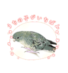 可愛い〜〜インコstamp（個別スタンプ：17）