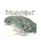 可愛い〜〜インコstamp（個別スタンプ：21）