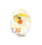 可愛い〜〜インコstamp（個別スタンプ：23）