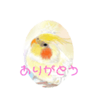 可愛い〜〜インコstamp（個別スタンプ：24）