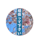 桜Sakuraさくら見やすく丁寧な日常の挨拶（個別スタンプ：3）