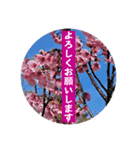 桜Sakuraさくら見やすく丁寧な日常の挨拶（個別スタンプ：6）