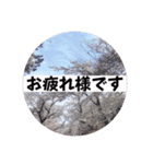 桜Sakuraさくら見やすく丁寧な日常の挨拶（個別スタンプ：9）